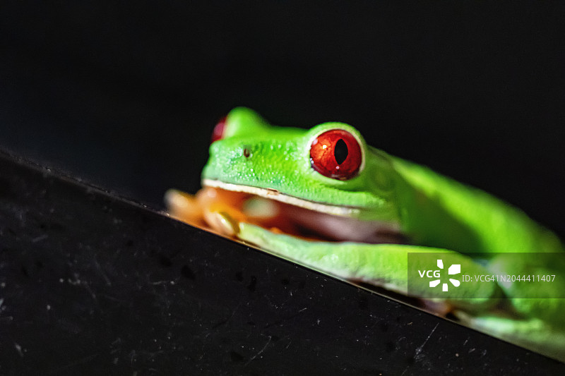 红眼树蛙图片素材