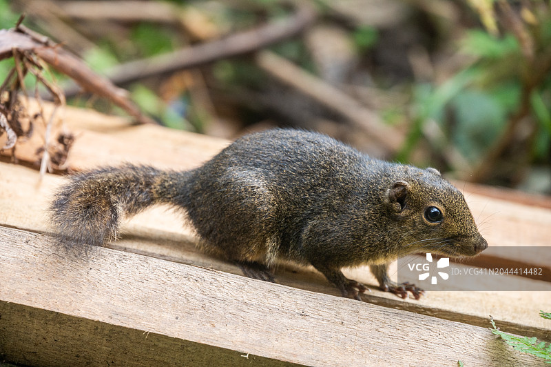 马来西亚京那巴鲁公园的婆罗洲山地松鼠图片素材