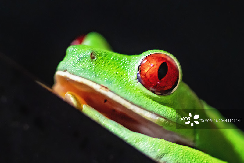 红眼树蛙图片素材