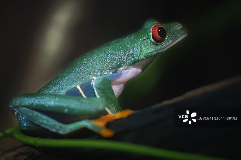 红眼树蛙图片素材