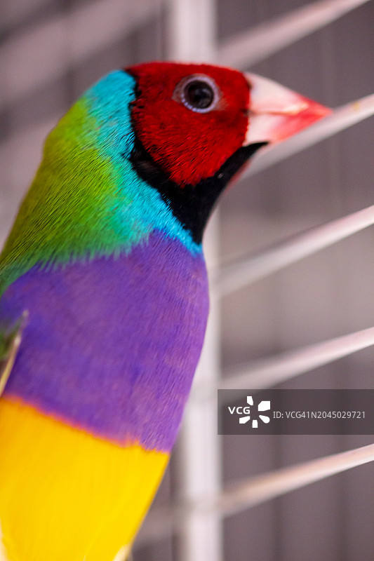 Close-up的金丝雀图片素材