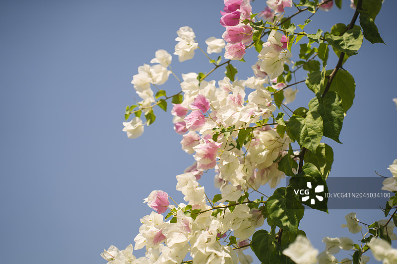 阳光明媚的一天，盛开的三角梅树特写图片素材