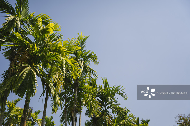 白天蓝天下许多棕榈树图片素材