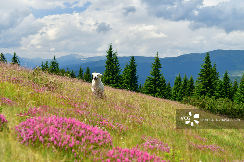 山间犬与粉色花谷图片素材