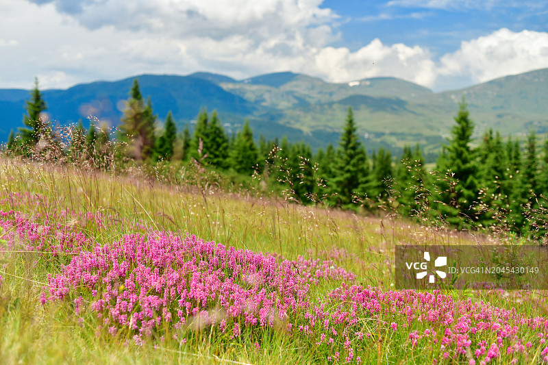 群山中遍布粉色野花的美丽山谷图片素材