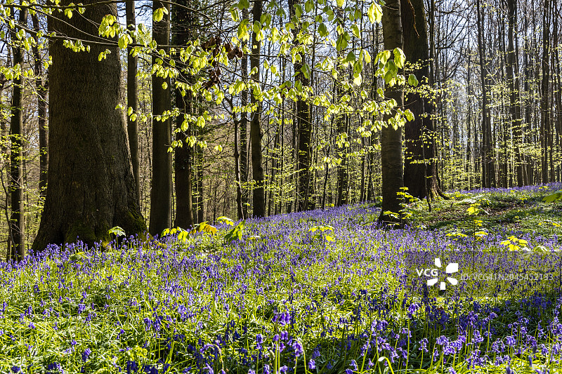 山毛榉森林中的风铃草图片素材