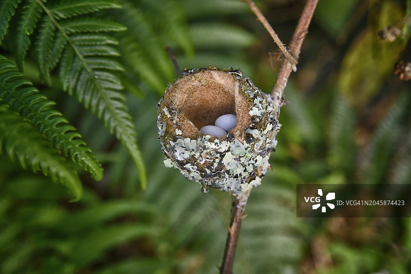 洋红色喉星蜂鸟与鸟蛋的巢穴图片素材