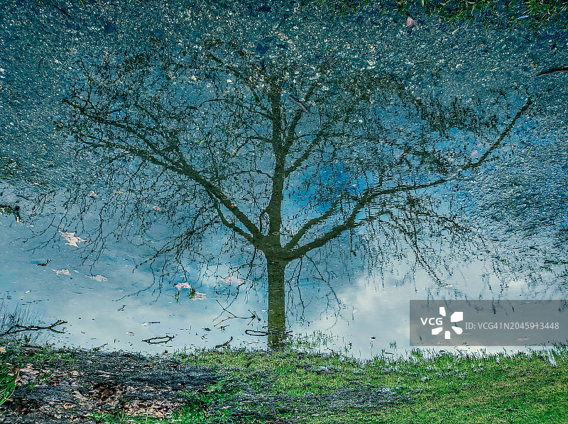 水坑中倒映的树木图片素材