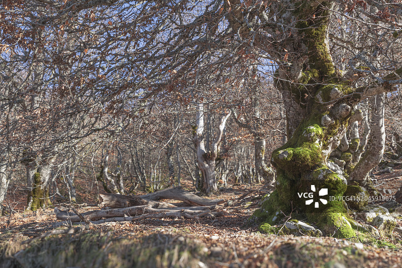 拉佩德罗萨山毛榉林的秋色图片素材