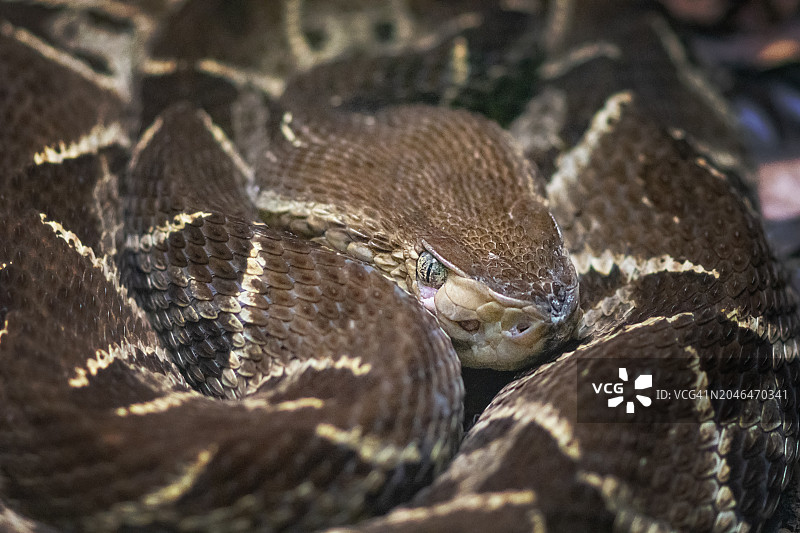 矛头蝮蛇（Bothrops Asper）图片素材