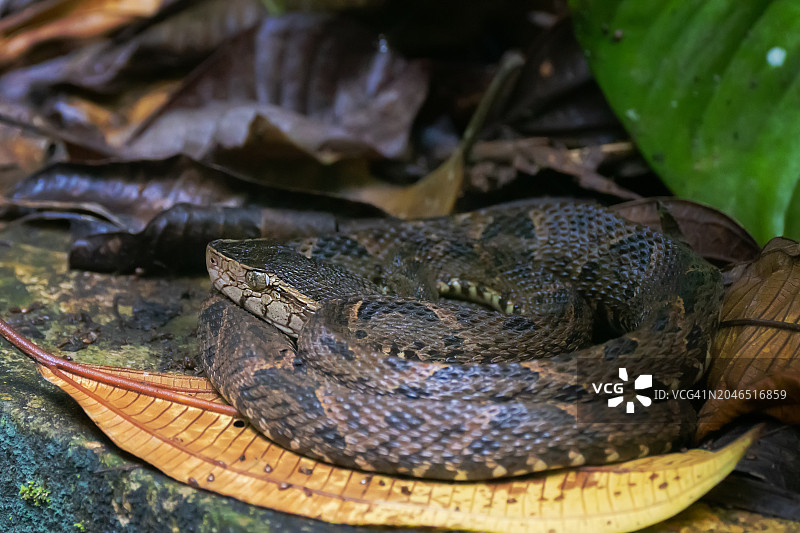 矛头蝮蛇（Bothrops Asper）图片素材