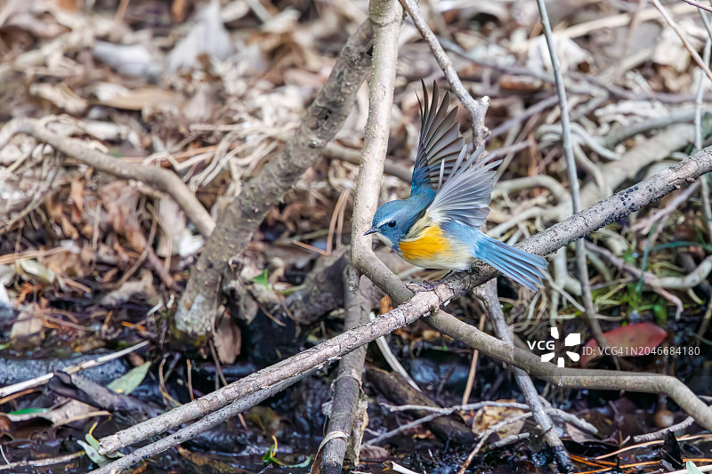 快乐的蓝鸟：红胁蓝尾鸲，于日本东京小石川植物园图片素材