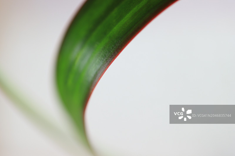 龙血树叶子抽象摄影图片素材