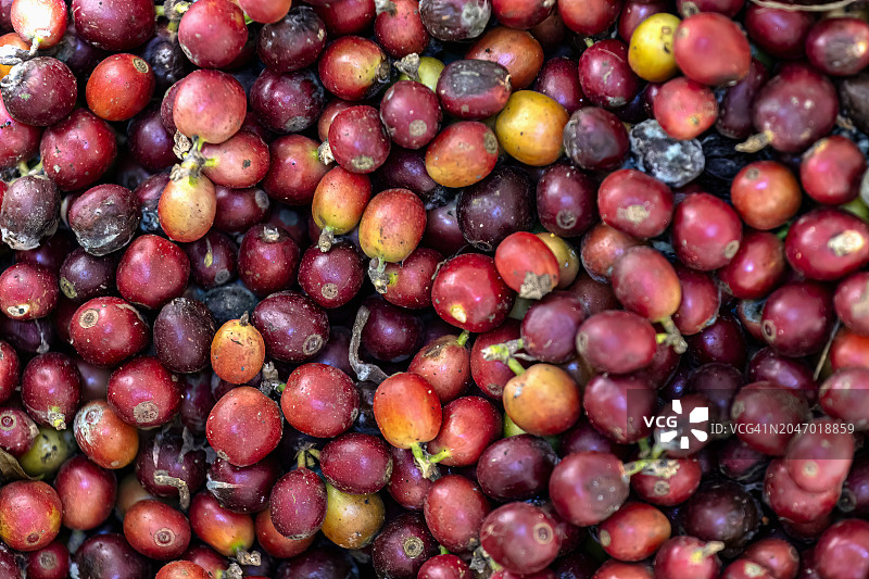 生咖啡豆背景特写图片素材