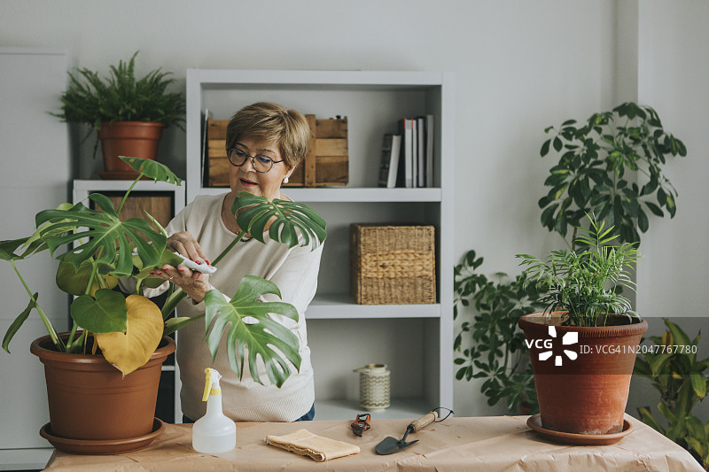 在家做园艺的年长女性图片素材