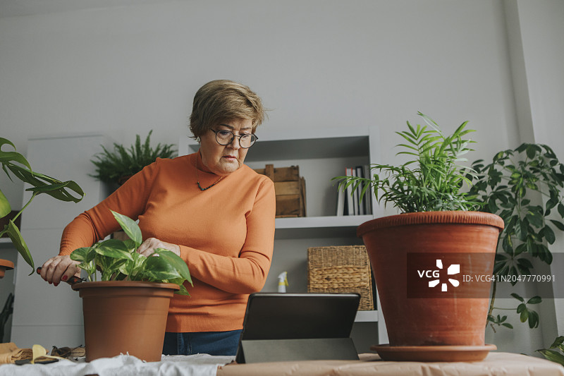年长的女人在家观看教程并做园艺图片素材