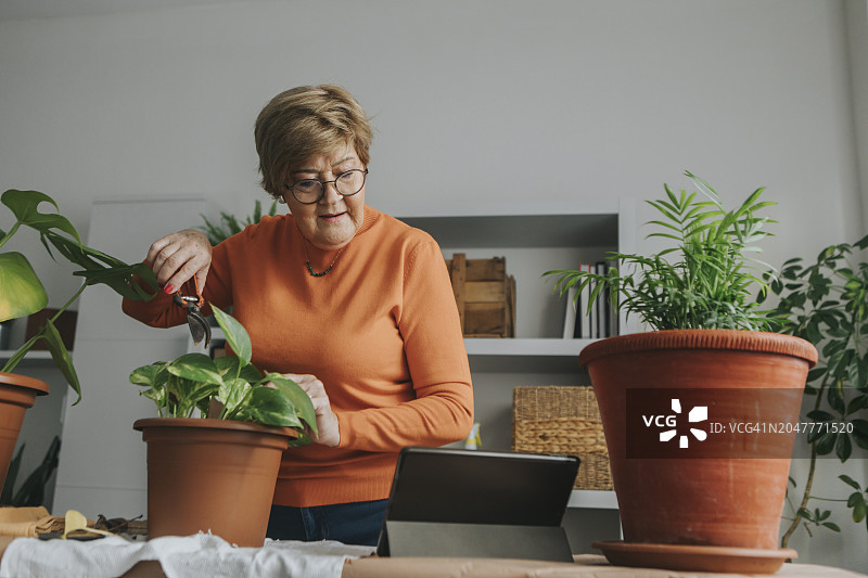 老妇人在家通过平板电脑观看在线园艺教程图片素材
