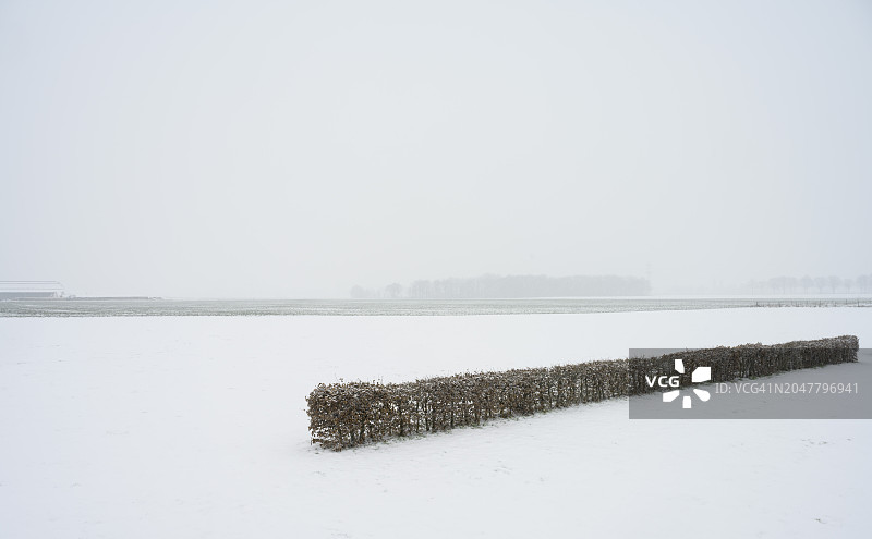 荷兰林堡格林雪地上的防风林图片素材