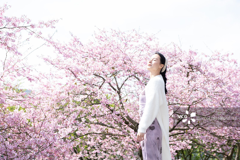 年轻女人走在樱花树下图片素材