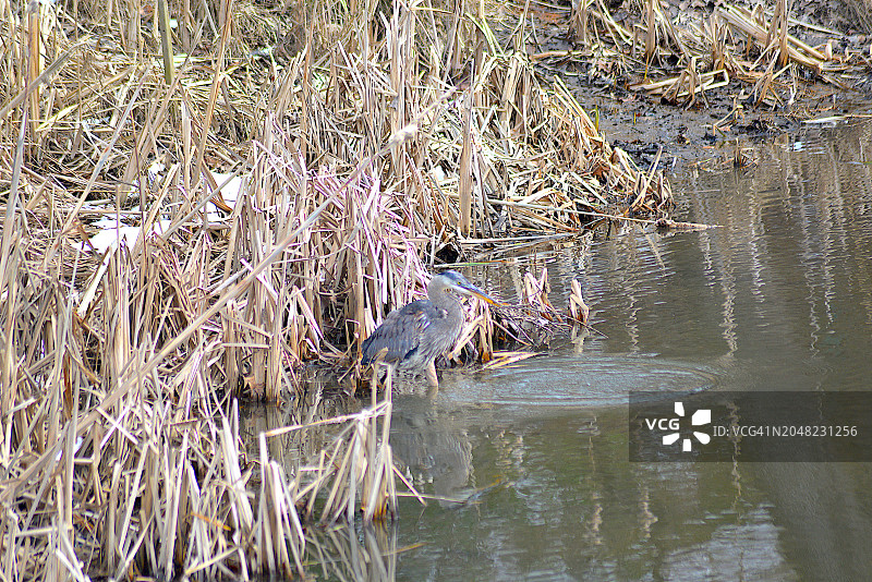 大蓝鹭图片素材