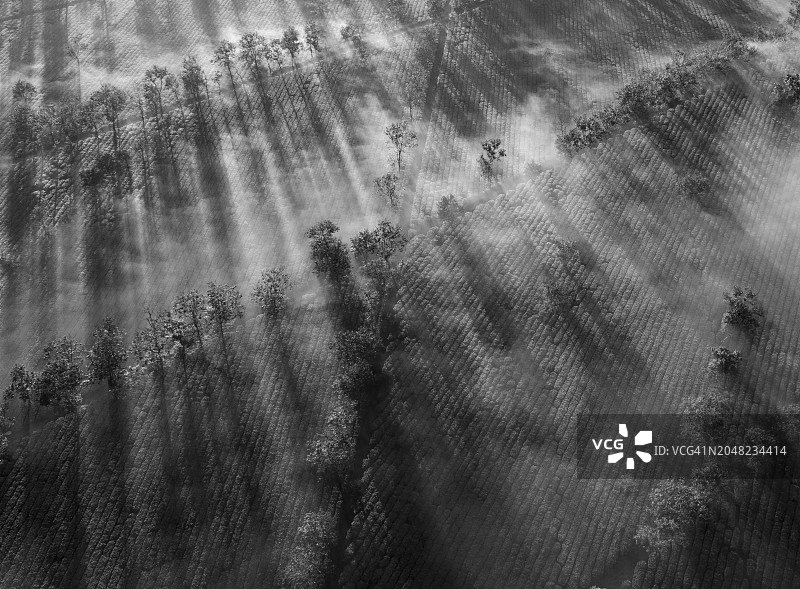 嘉莱省清晨的成行绿茶山图片素材