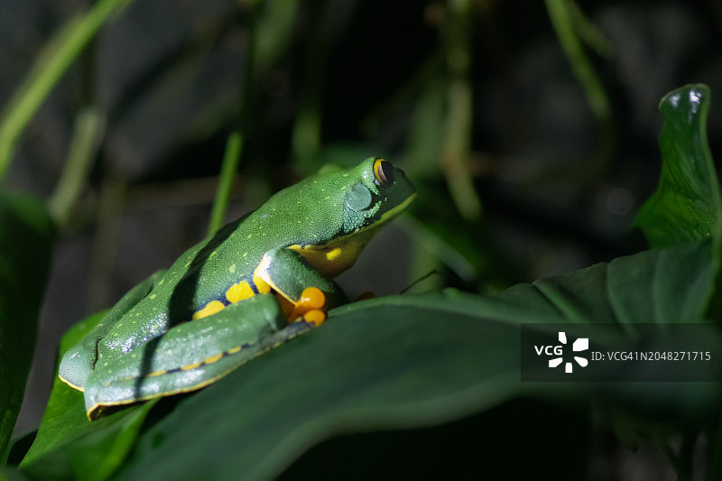 绚丽树蛙图片素材