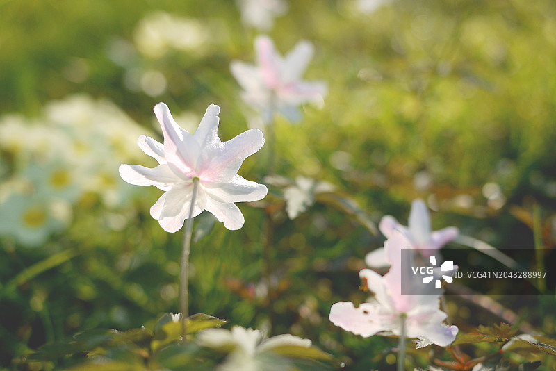 散景和逆光下的白头翁花特写图片素材