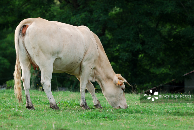 在牧场上的阿基坦金发奶牛图片素材