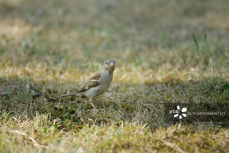 草地上的麻雀图片素材