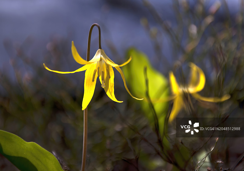 太平洋西北地区的植物：雪崩百合图片素材