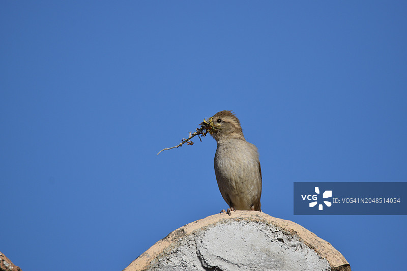 麻雀携带筑巢材料图片素材