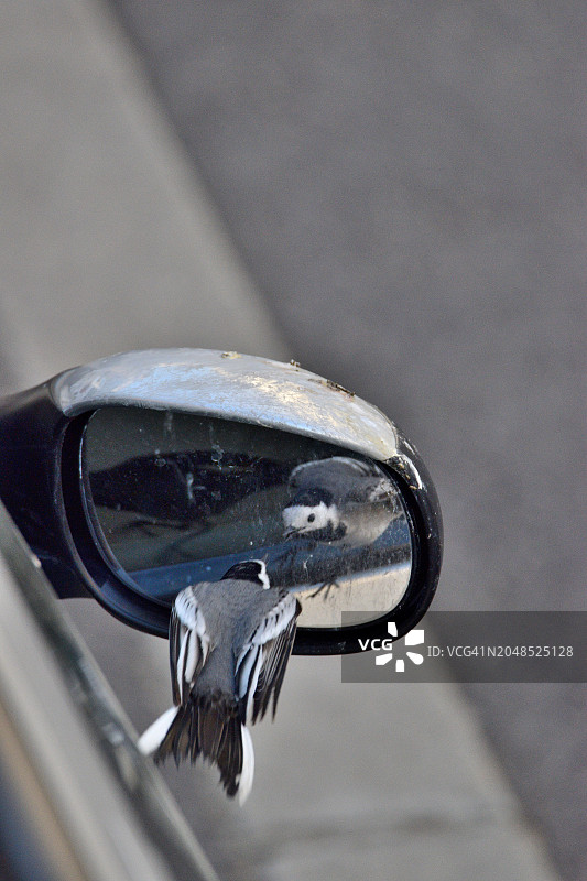 灰鹡鸰在汽车后视镜中图片素材