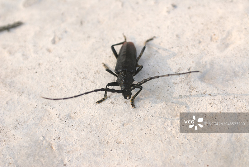 摩羯座图片素材