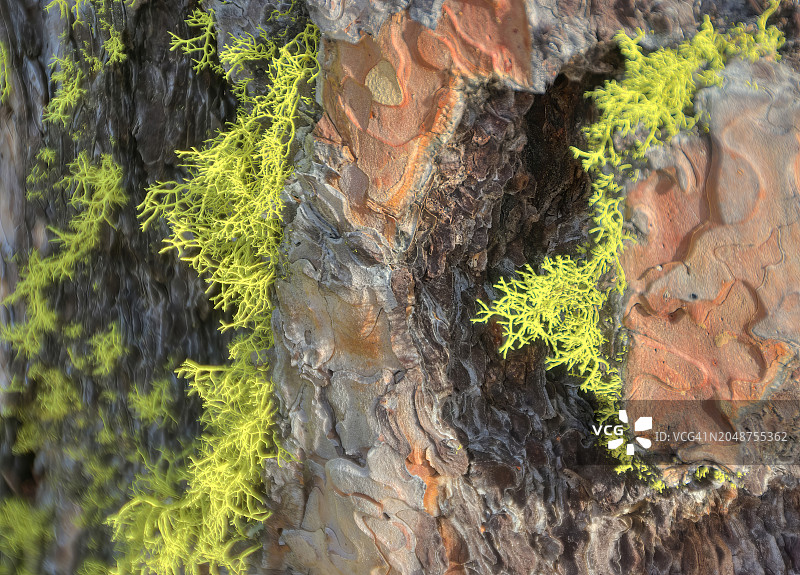 太平洋西北地区的植物图片素材