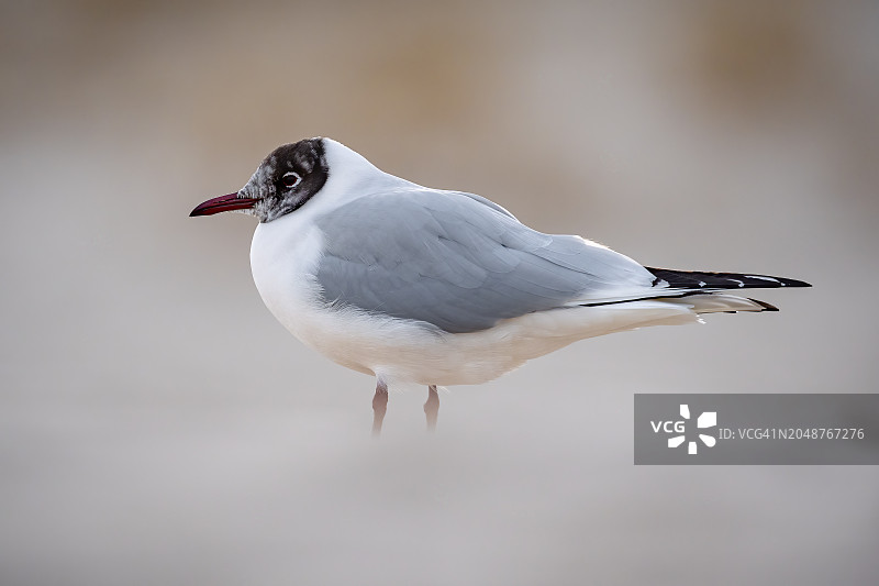 黑头鸥图片素材