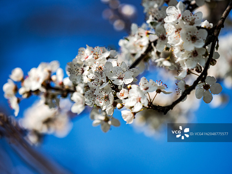 沐浴在春日阳光下的盛开樱花树图片素材