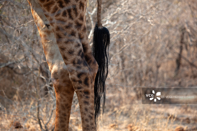 南非克鲁格国家公园长颈鹿的腿和尾巴特写图片素材