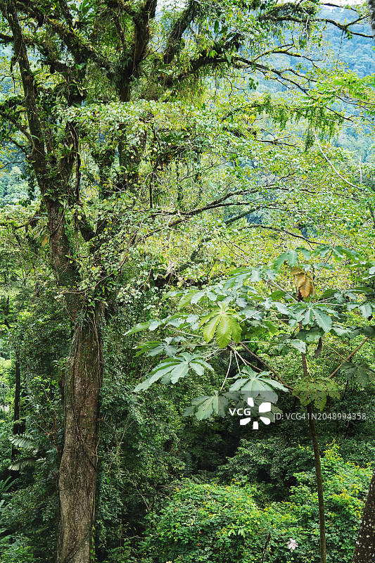 靠近利蒙港的热带雨林——哥斯达黎加图片素材