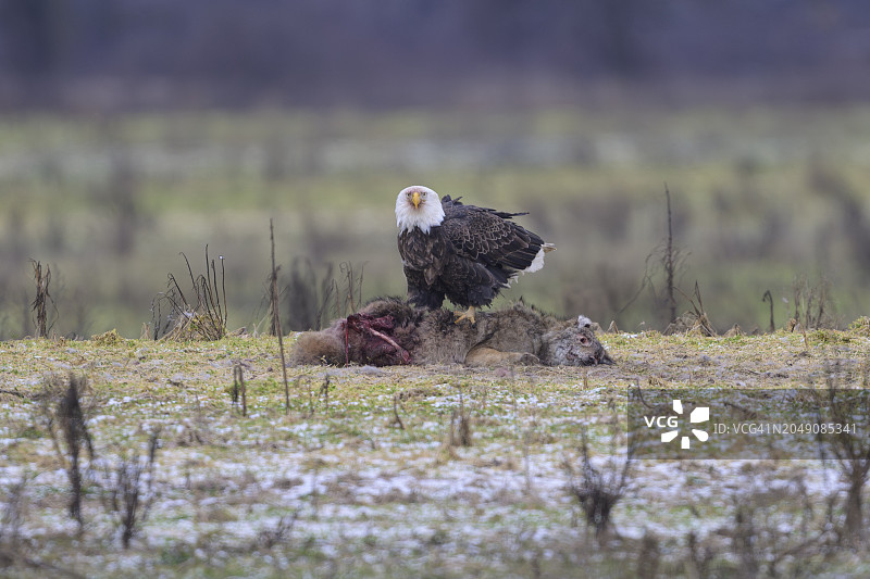 白头海雕食用郊狼尸体图片素材