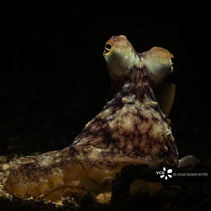 章鱼的眼睛图片素材