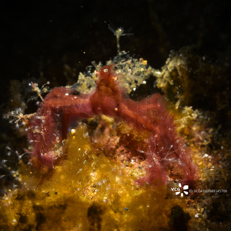 猩猩蟹图片素材