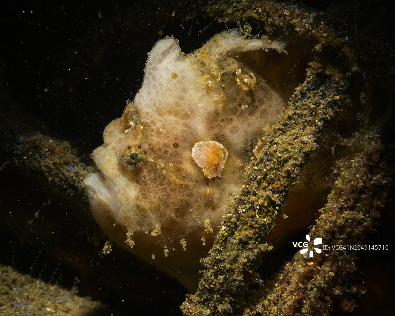 躄鱼捕食图片素材