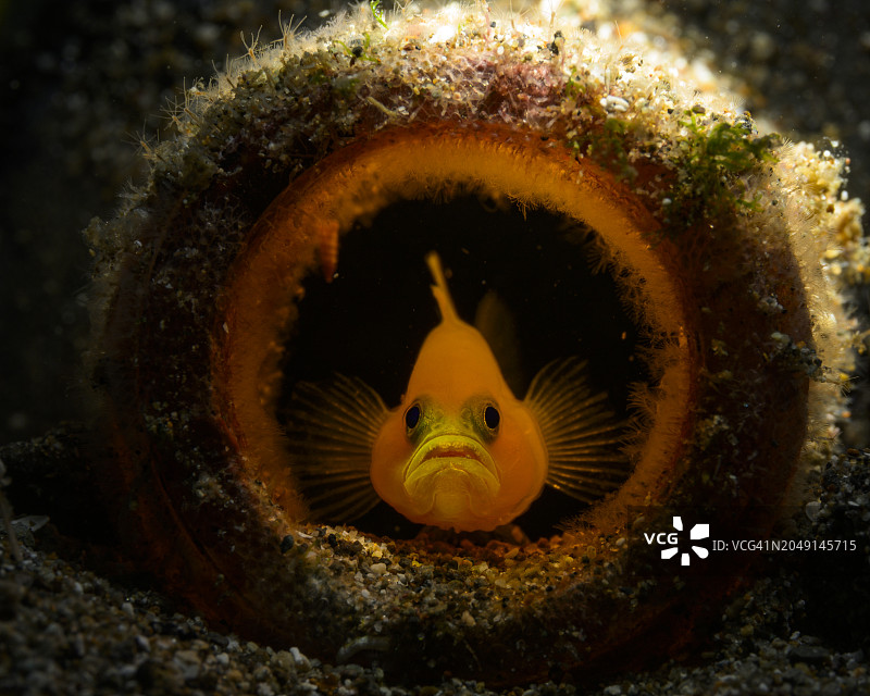 瓶子里的黄色虾虎鱼图片素材