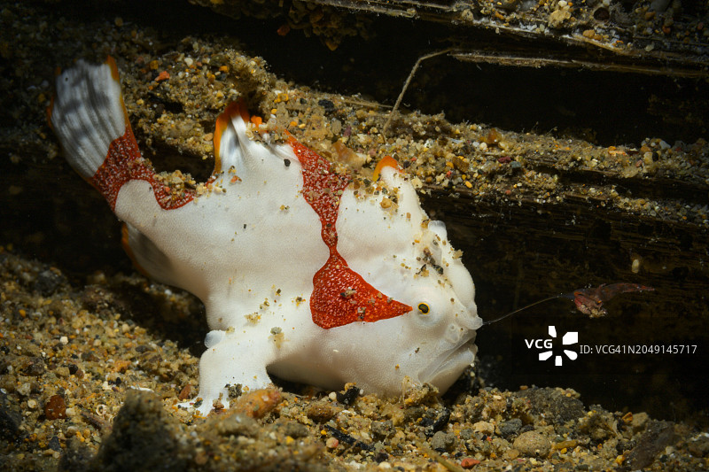 躄鱼捕食图片素材