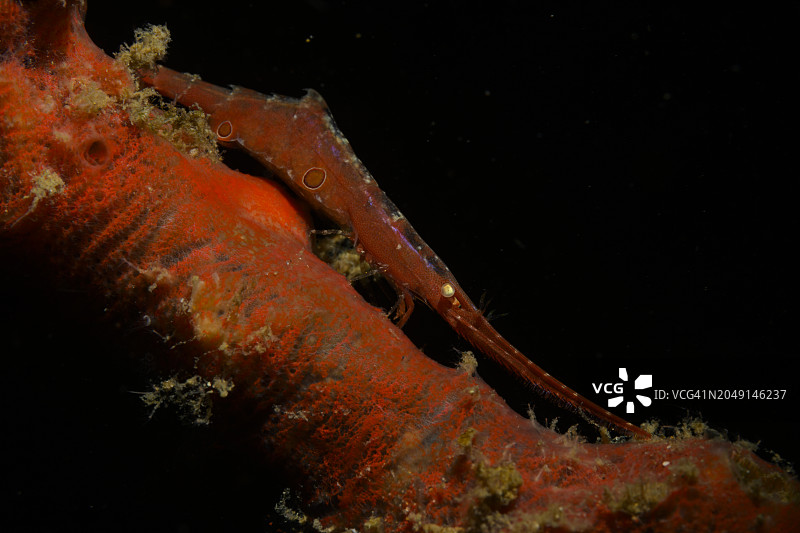 托泽马虾图片素材