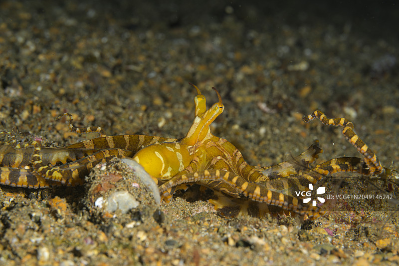 拟态章鱼图片素材