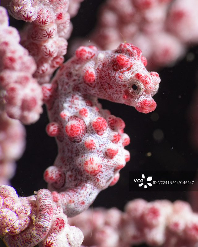 豆丁海马图片素材