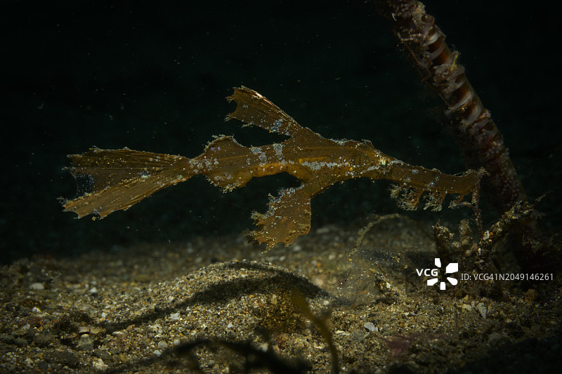 海龙鱼图片素材