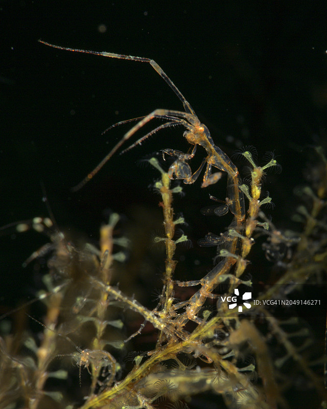 骨骼虾图片素材