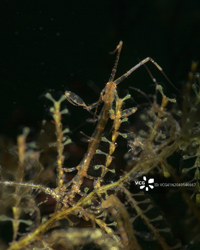 骨骼虾图片素材